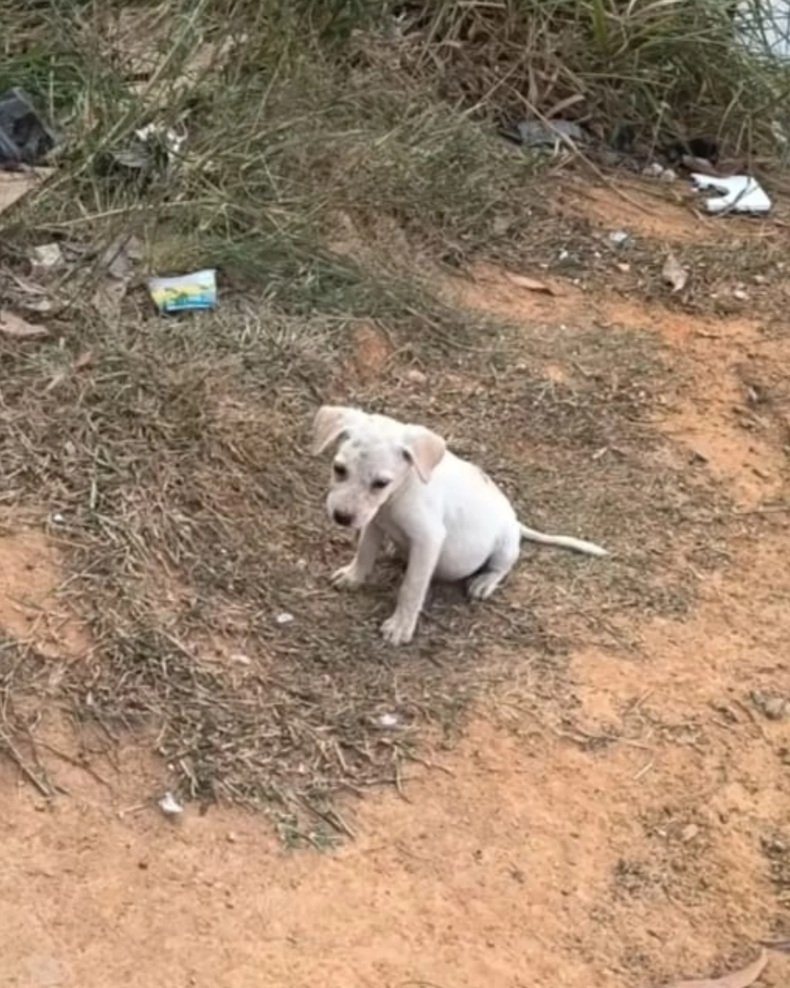 Cão comunitário 4